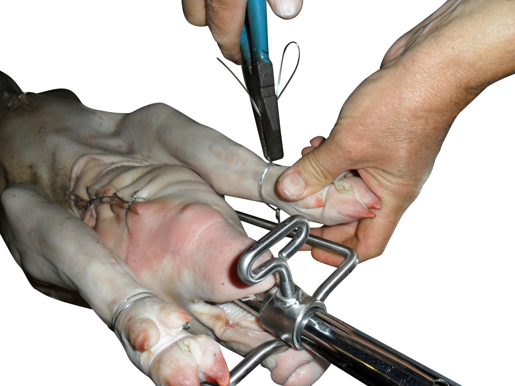 This picture shows pig legs being attached and ties to a rotisserie